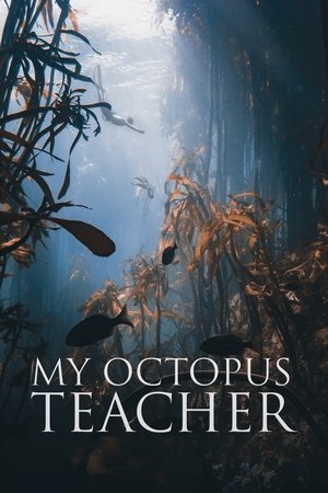 Ahtapottan Öğrendiklerim - My Octopus Teacher